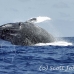 whale_humpback_h_00372_dom2419.jpg